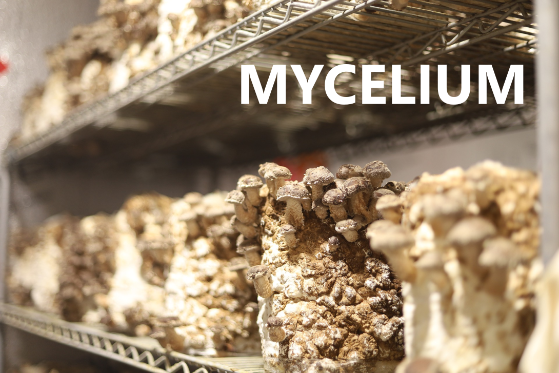 nfiZ68sCcAp7BLcN-mycelium2 nfiZ68sCcAp7BLcN-mycelium2
